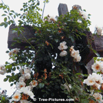 White Climbing Rose Bush | Rose-Blooms @ Tree-Pictures.com