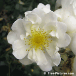 White Dog Rose | Rose-Blooms @ Tree-Pictures.com