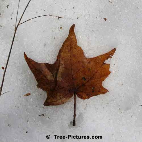 Maple Leaf Image on Melting Spring Snow