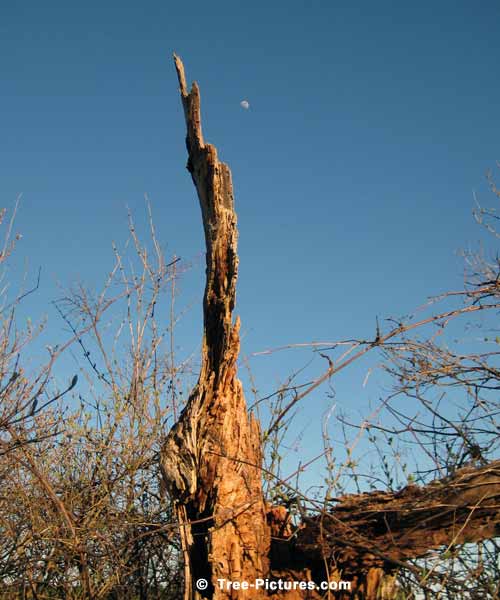 Spring Tree Pictures, Rotten Tree Trunk Image with High Spring Moon