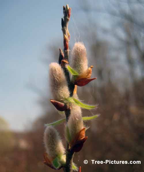 Spring Tree Pictures, Spring Pussy Willow Tree Buds Photo