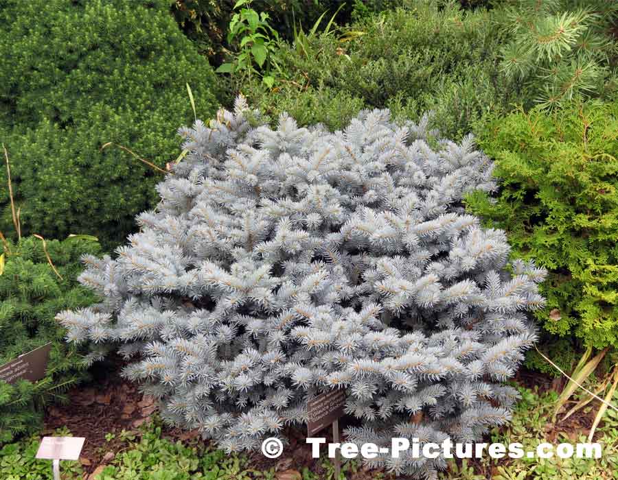 Blue Spruce: Small Colorado Spruce Tree Included in Landscape Design | Tree:Spruce:Colorado at Tree-Pictures.com