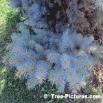Blue Spruce Needles, Colorado Spruce Tree Branches & Needles