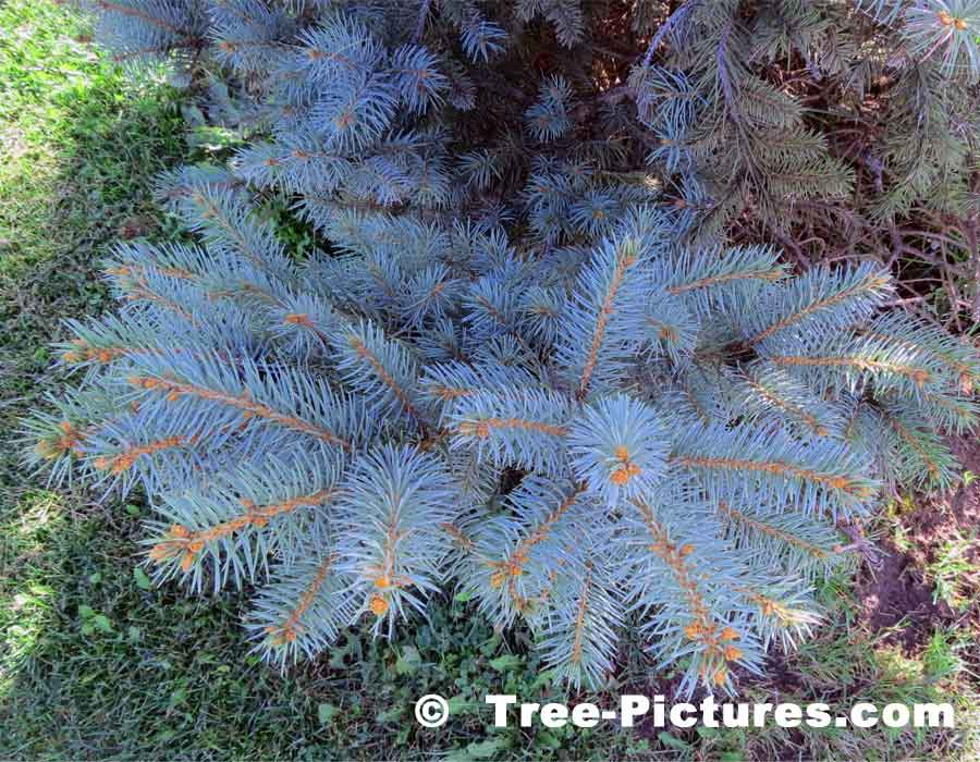 Blue Spruce Needles, Colorado Spruce Tree Branches & Needles | Tree:Spruce:Colorado at Tree-Pictures.com