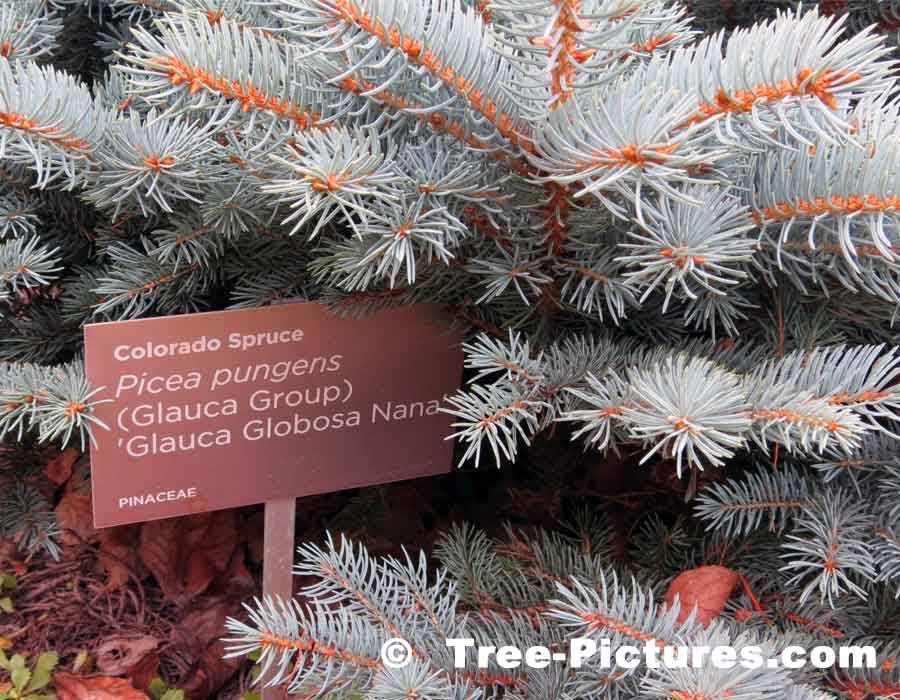 Picea Pungens: Orange Branches on New Dwarf Landscape Colorado Spruce Tree | Tree:Spruce:Colorado at Tree-Pictures.com