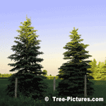 Pair of Spruce Trees | Tree+Spruce @ Tree-Pictures.com