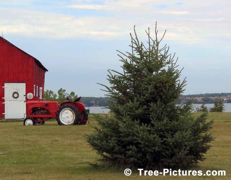 Spruce: White Spruce Tree Farm Photo | Tree:Spruce at Tree-Pictures.com