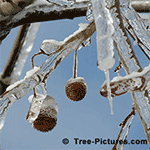 Sycamore Tree Picture: Fruit from the Sycamore Tree Encased In Ice