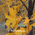 Pictures of Sycamore Trees: Autumn Sycamore Tree Leaf Leaves; SycamoreTree+Leaf+Fall