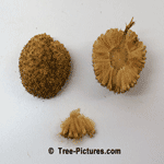 Sycamore Trees Information: Opened Fall Sycamore Tree Fruit, Sycamore Seedlings Identification | Sycamore Trees @ Tree-Pictures.com
