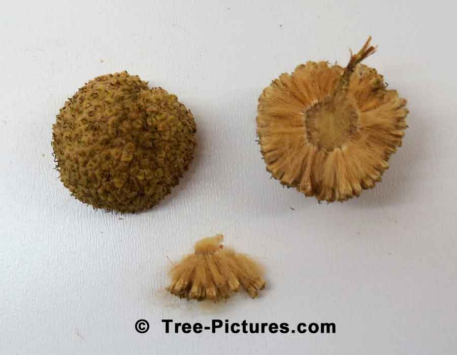 Sycamore Trees Information: Opened Fall Sycamore Tree Fruit, Sycamore Seedlings Identification | Sycamore Trees at Tree-Pictures.com