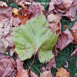 Sycamore Trees: Sycamore Leaf: Green Sycamore Tree Leaves