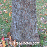 Sycamore Tree Pictures; Sycamore Tree Bark & Trunk