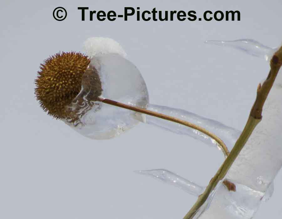 Sycamore Tree Fruit: Winter Sycamore Fruit Encased in Ice | Sycamore Trees at Tree-Pictures.com