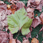Sycamore Leaf: Green Sycamore Tree Leaves, Sycamore Tree Identification | Sycamore Trees @ Tree-Pictures.com