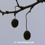 Sycamore Trees: Fall Sycamore Tree Fruit | Sycamore Trees @ Tree-Pictures.com