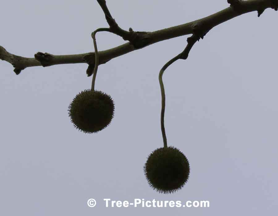 Sycamore Trees: Fall Sycamore Tree Fruit | Sycamore Trees at Tree-Pictures.com