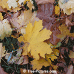 Sycamore Leaf: Autumn Sycamore Tree Leaves | Sycamore Trees at Tree-Pictures.com