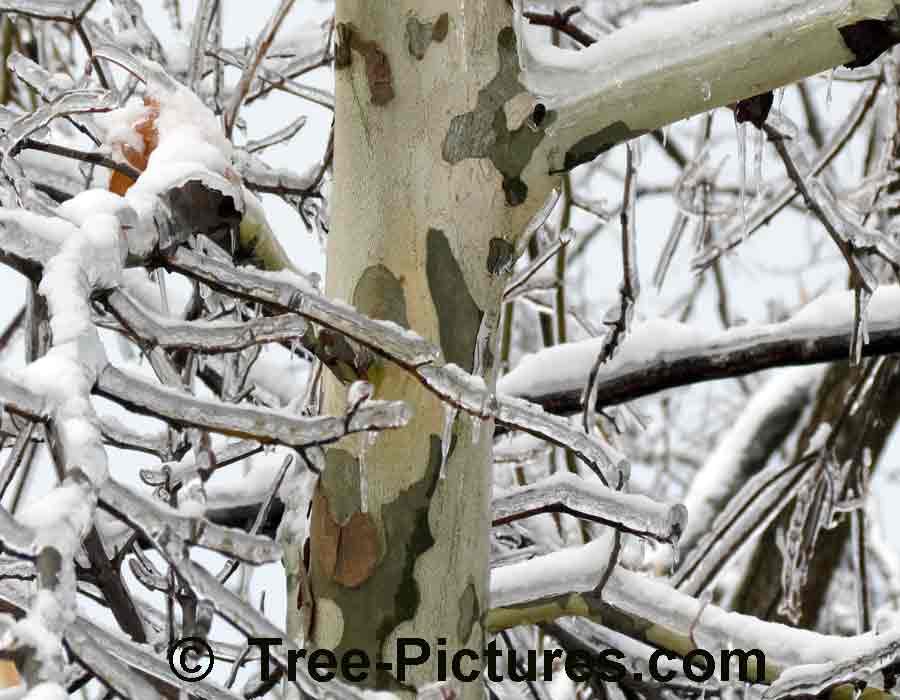 Sycamore Trees: Distinctive Bark of the Sycamore Tree | Sycamore Trees at Tree-Pictures.com