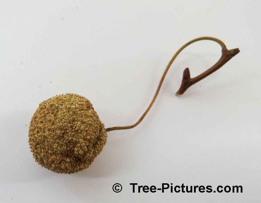 Sycamore Trees Information: Sycamore Fruit Whole | Sycamore Trees at Tree-Pictures.com