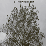 Sycamore Trees: Fall Sycamore Tree | Tree+Sycamore @ Tree-Pictures.com