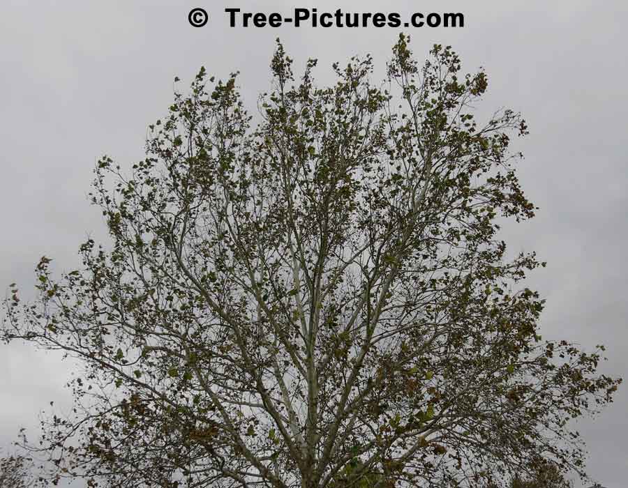 Sycamore Trees: Fall Sycamore Tree | Sycamore Trees at Tree-Pictures.com