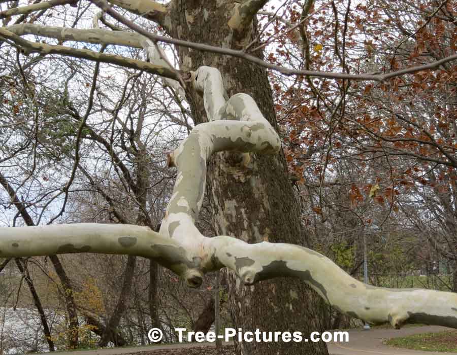 Sycamores: Branch & Bark of the Sycamore Tree, Identify a Sycamore Tree by it's Bark | Sycamore Trees at Tree-Pictures.com
