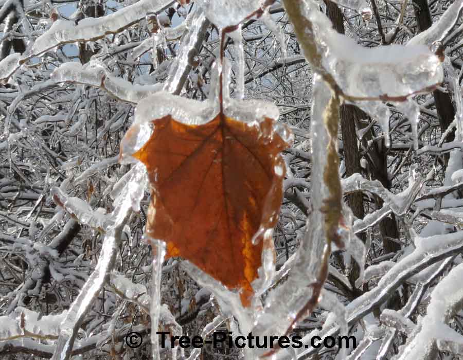 Sycamore Trees: Sycamore Leaf Encased in Ice | Sycamore Trees at Tree-Pictures.com
