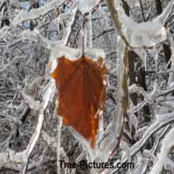 Sycamore Trees: Sycamore Leaf Encased in Ice