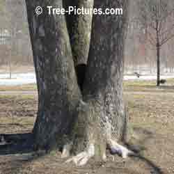 Sycamore Wood: Bark of Mature Sycamore Tree