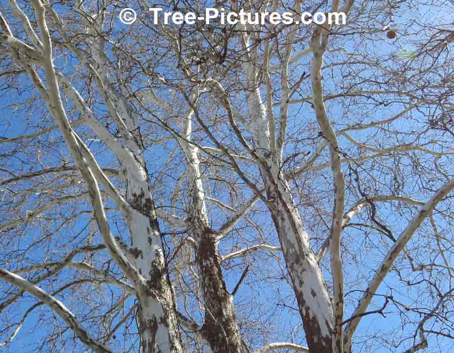 Sycamore Identification: Bark Shows White At Top of Tree | Sycamore Trees at Tree-Pictures.com