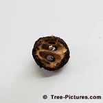 Picture of Walnut Shell from Black Walnut Tree