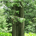 Walnut Tree Pictures - Black Walnut Tree Bark