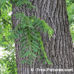 Picture of a Black Walnut Bark