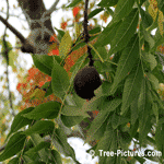 Black Walnut: Walnut Trees Fruit Leaves | Tree+Walnut+Black @ Tree-Pictures.com