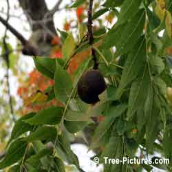 Black Walnut: Walnut Trees Fruit Leaves