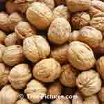 Picture of a English Walnuts