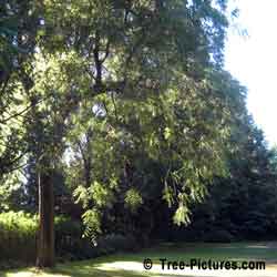 Walnut: Black Walnut Tree Hit by Lighting 15 Years Ago