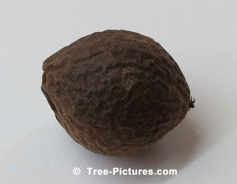 Walnut Photo, Black Walnut Tree | Trees:Walnut:Black at Tree-Pictures.com