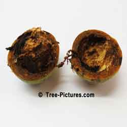 Black Walnut: Opened Walnut Tree Fruit