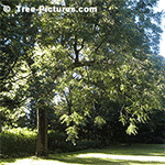 Pictures of Walnut Tree: Black Walnut Tree