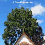 Oak tree picture