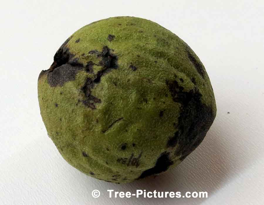 Green Walnut, Fallen from a Black Walnut Tree | Trees:Walnut:Black at Tree-Pictures.com