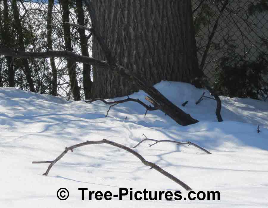 Walnut Bark: Black Walnut Tree Branches Bark | Trees:Walnut:Black:Bark at Tree-Pictures.com