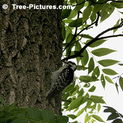 Walnut Tree Pictures: Black Walnut Tree Bark Attracts Woodpecker