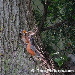 Pictures of Black Walnut Tree: Feeding Robins