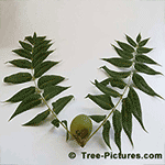 Walnut Tree Pictures - Black Walnut Tree Compound Leaves