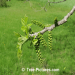 Walnut Tree Images: Leaf, Catkins, Bark, Leaves of Black Walnut Trees Picture