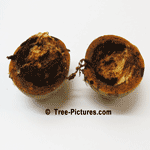 Black Walnut: Walnut Tree Fruit