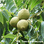 Picture of Green Walnuts on the Tree